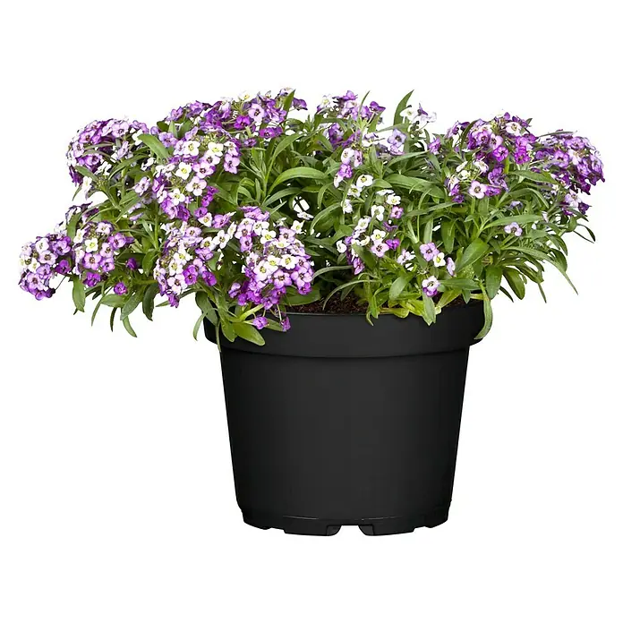 Piardino Lobularia - Lobularia maritima, Tamaño de maceta: 13 cm, En función de la variedad - Un primer plano de una planta en maceta con flores de Aliso moradas y blancas, que parecen exuberantes y saludables. La maceta es negra lisa, contrastando.
