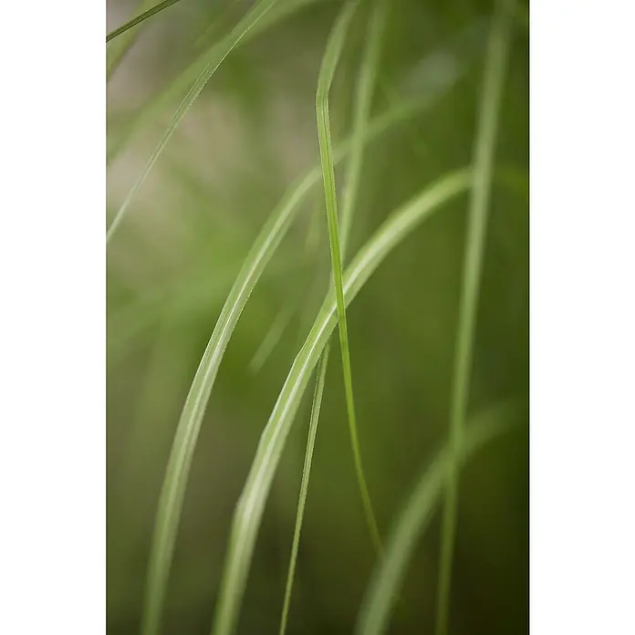 Piardino Garten-Chinaschilf - Miscanthus sinensis 'Gracillimus', Topfgröße: 19 cm - Nahaufnahme von grünen Grasblättern mit feinen weißen Streifen, die sich sanft im Wind wiegen.