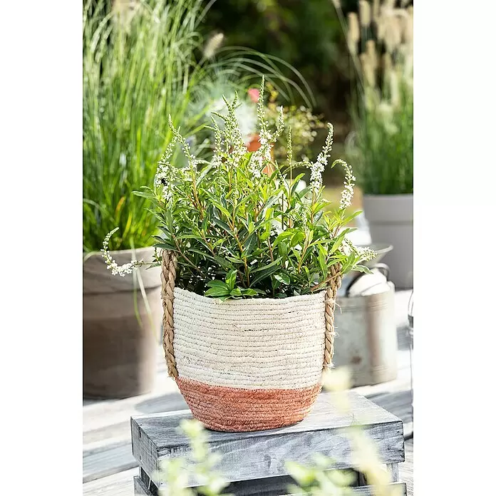 Piardino Felberich - Lysimachia fortunei Autumn Snow, Topfgröße: 13 cm, Weiß - Zweifarbiger geflochtener Pflanzkorb (natur, Terrakotta) mit Zöpfen, hält eine blühende Pflanze auf Holzkiste.