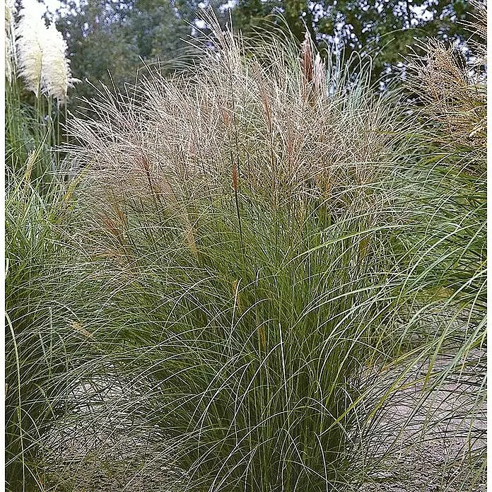 Piardino Garten-Chinaschilf - Miscanthus sinensis 'Kleine Silberspinne', Topfgröße: 19 cm - Stimmungsaufnahme