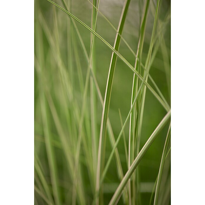 Piardino Garten-ChinaschilfMiscanthus sinensis 'Kleine Silberspinne', Topfgröße: 19 cm Mood Shot