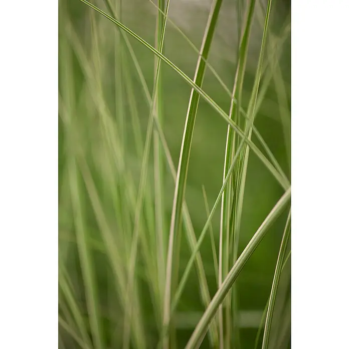 Piardino Garten-Chinaschilf - Miscanthus sinensis 'Kleine Silberspinne', Topfgröße: 19 cm - Gräser mit eleganten weißen Streifen, die im Licht schimmern, bringen frische Natürlichkeit in jeden Raum und Garten.