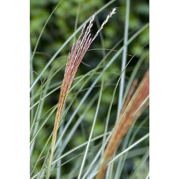 Piardino Garten-Chinaschilf - Miscanthus sinensis 'Kleine Silberspinne', Topfgröße: 19 cm - Detailaufnahme von Ziergras mit filigranen, rötlichen Blütenständen und gestreiften Halmen vor einem unscharfen, grünen Hintergrund.