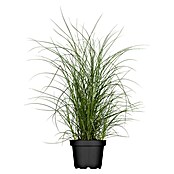 Piardino Garten-Chinaschilf (Miscanthus sinensis 'Kleine Silberspinne', Topfgröße: 19 cm) | BAUHAUS