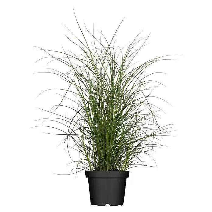 Piardino Garten-Chinaschilf - Miscanthus sinensis 'Kleine Silberspinne', Topfgröße: 19 cm - Vorderansicht