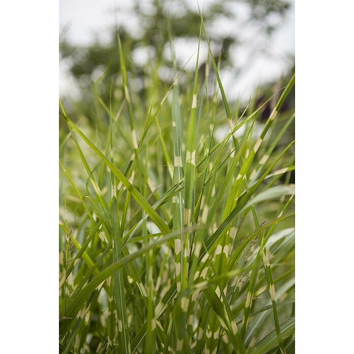 Miscanthus sinensis Zebrinus 19 Zebrinus