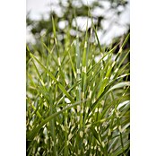 Miscanthus sinensis Zebrinus 19 Zebrinus