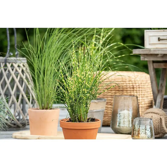 Piardino Garten-Chinaschilf - Topfgröße: 19 cm - Zwei Ziergräser in Terrakotta-Töpfen mit dekorativen Elementen im Hintergrund. Das gestreifte Gras ist ein besonderer Hingucker.