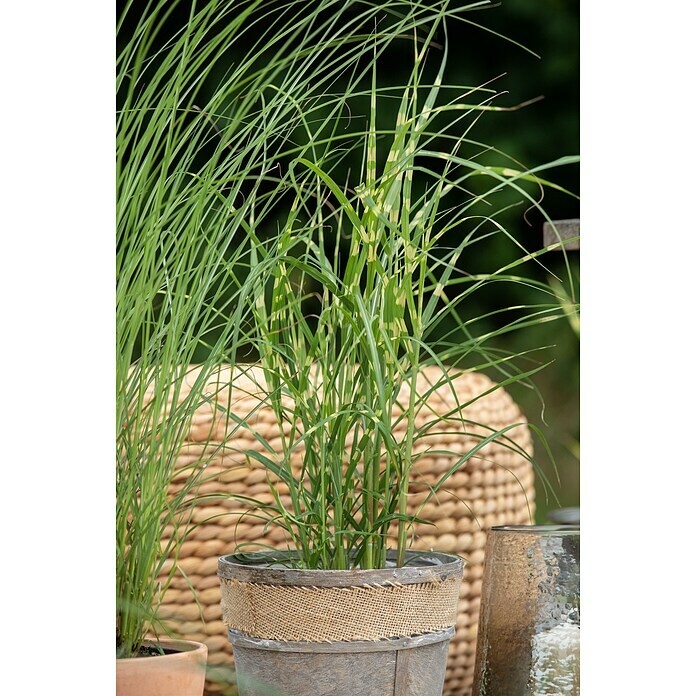 Miscanthus sinensis Zebrinus 19 Zebrinus