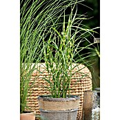 Miscanthus sinensis Zebrinus 19 Zebrinus