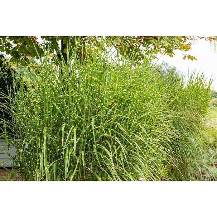 Miscanthus sinensis 14 Strictus