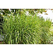 Miscanthus sinensis 14 Strictus