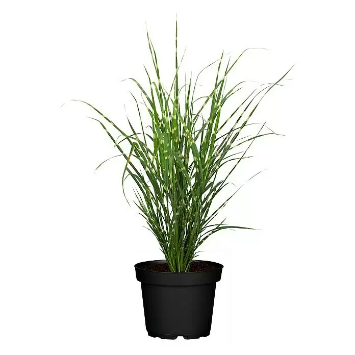 Piardino Garten-Chinaschilf - Topfgröße: 19 cm - Vorderansicht