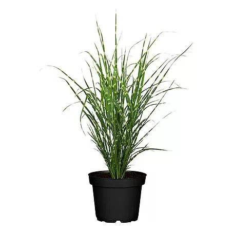 Piardino  Garten-Chinaschilf