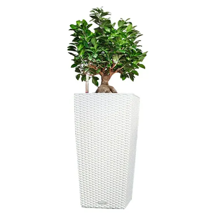 Lechuza Cottage Pflanzsäule eckig Cubico 30 - Außenmaß (L x B x H): 30 x 30 x 56,5 cm, Kunststoff, Weiß - Diese Aufnahme zeigt einen dekorativen Ficus Bonsai Baum in einem hohen, weißen Rattan-Pflanzgefäß. Perfekt für jeden Raum.