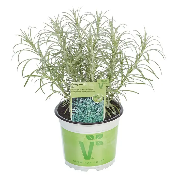 Piardino Currykraut Bio - Helichrysum italicum - Currykraut 'Kari' im Topf. Die Pflanze Helichrysum angustifolium hat silbergraue Blätter und verströmt einen intensiven Curryduft.