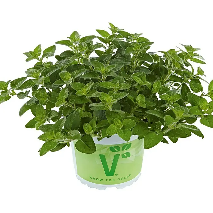 Piardino Oregano Bio - Origanum vulgare Margerita - Nahaufnahme einer Topfpflanze Oregano mit grünen Blättern und einem Topf mit der Aufschrift "Grow for Gold" auf schwarzem Hintergrund.