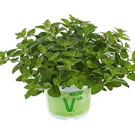 Piardino  Oregano Bio