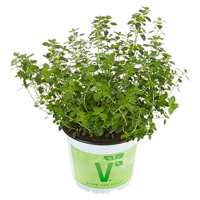 Piardino Echter Thymian Bio - Thymus citriodorus - Vorderansicht