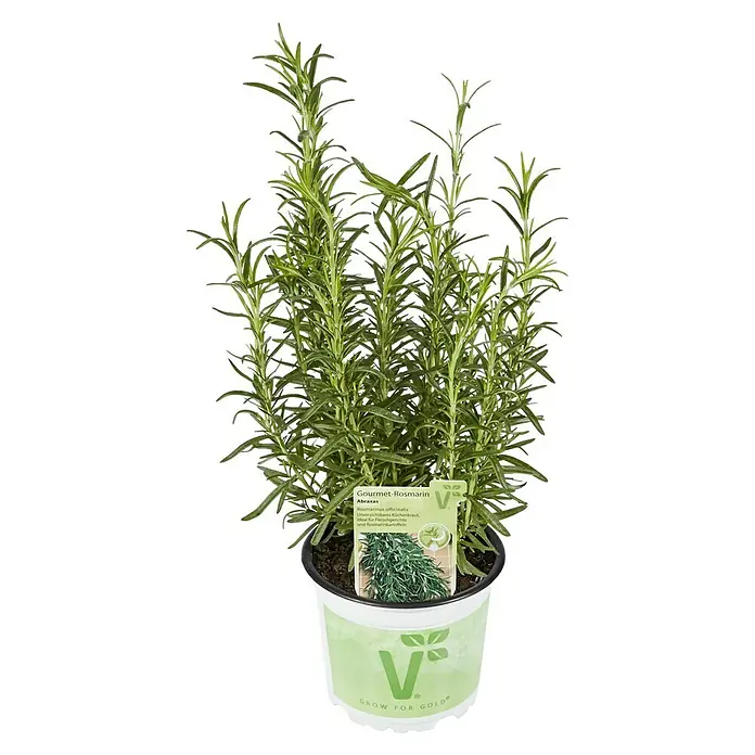 Piardino Rosmarin Bio - Rosmarinus officinalis Abraxas - Gourmet-Rosmarin 'Abraxas' im Topf. Rosmarinus officinalis, ein unverzichtbares Küchenkraut, ideal für Fleischgerichte und Rosmarinkartoffeln.
