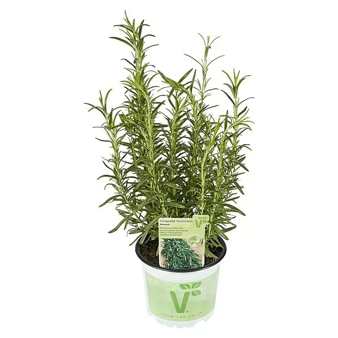 Piardino Rosmarin BioRosmarinus officinalis Abraxas