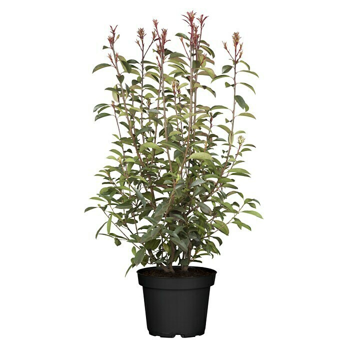 Piardino Glanzmispel Red RobinPhotinia fraseri 'Red Robin', Topfvolumen: 30 l, Aktuelle Wuchshöhe: 120 cm - 140 cm Front View