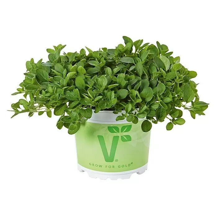 Piardino Bio OreganoOriganum vulgare Diabolo