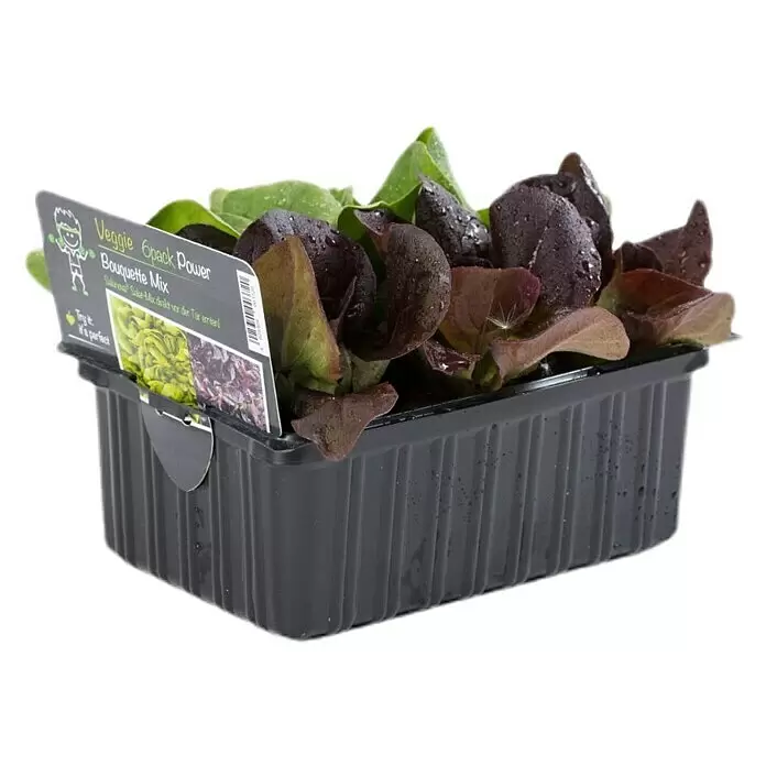 Piardino Kopfsalat Salanova - Lactuca sativa 'Salanova'®, Erntezeit: Juni - Diagonale Ansicht
