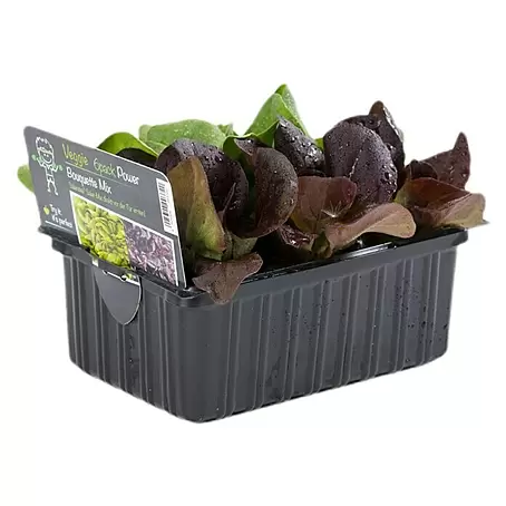 Piardino  Kopfsalat Salanova