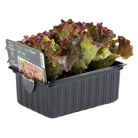 Piardino  Pflücksalat 6er Schale