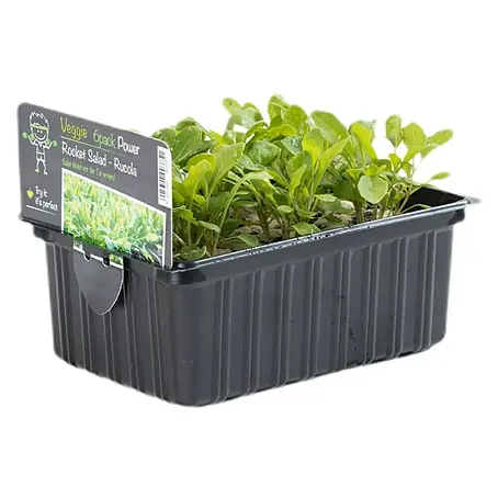 Piardino  Rucola