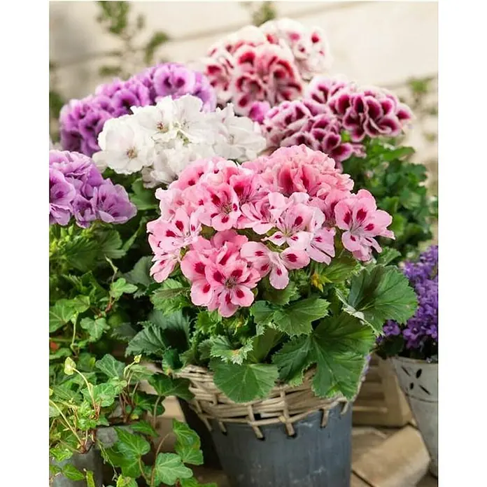 Piardino Geranio de pensamiento - Pelargonium citrodorum - Geranios en flor de varios colores dispuestos en una cesta, proporcionando una decoración colorida y vibrante para cualquier habitación.