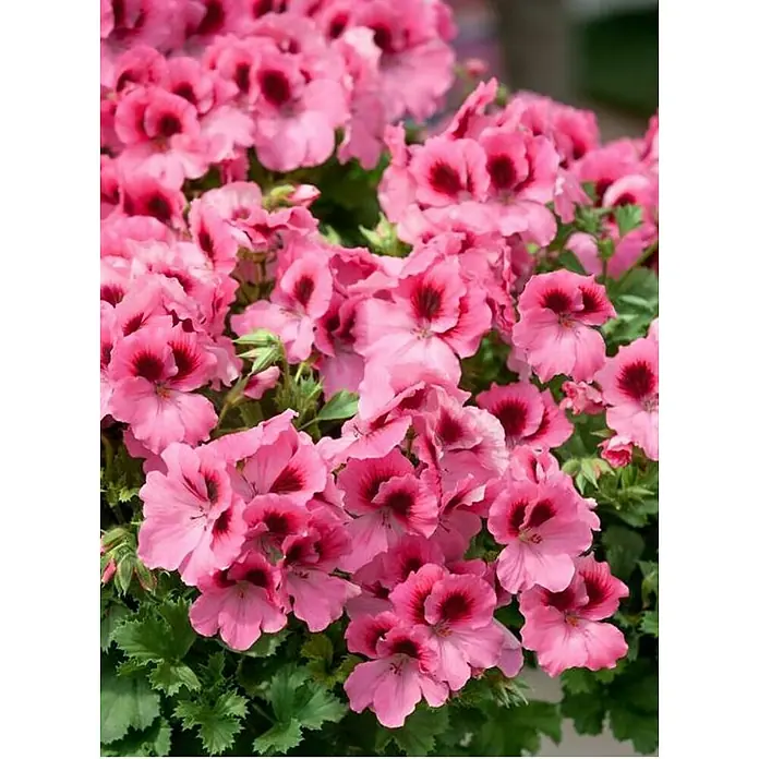 Piardino Geranio de pensamiento - Pelargonium citrodorum - Primer plano de un grupo de flores de geranio rosas con centros oscuros, que ofrece una exhibición floral exuberante y vibrante.