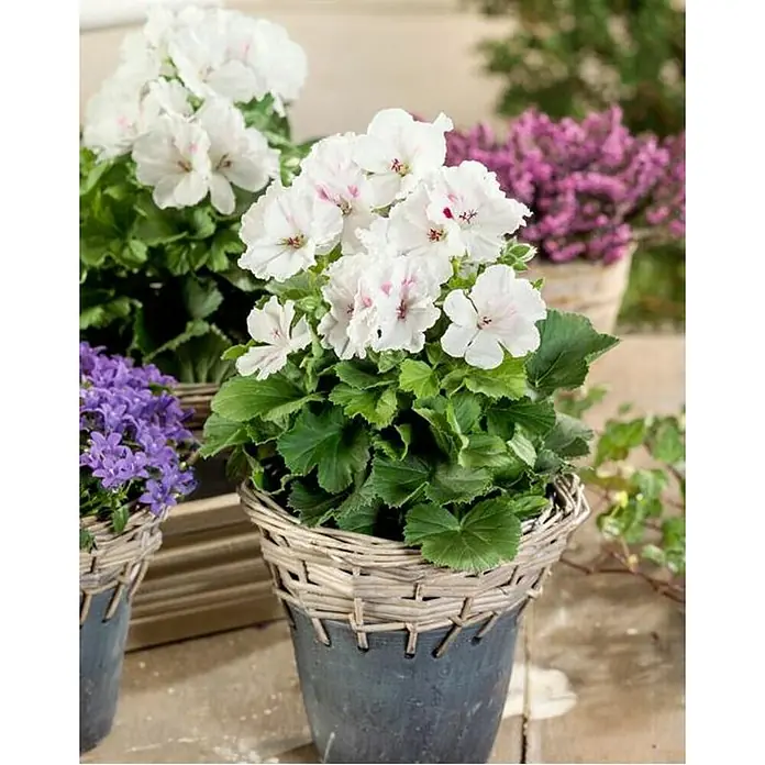 Piardino Geranio de pensamiento - Pelargonium citrodorum - Primer plano de geranios blancos en una maceta tejida, con sutiles acentos rosados. Planta decorativa para casa y jardín.