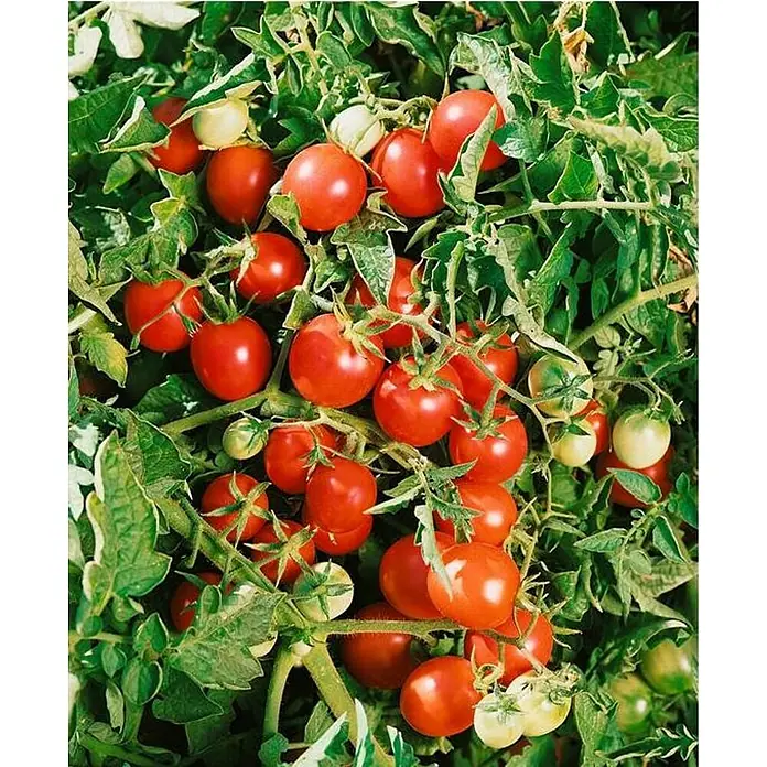 Piardino Tomates cherry - Cosecha: Julio - Primer plano de tomates cherry rojos maduros que crecen en una planta con hojas verdes.