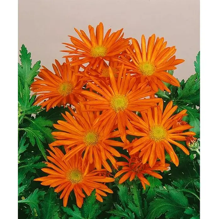 Piardino Crisantemo - Dendranthema Hybride, En función de la variedad - Un primer plano de vibrantes flores de crisantemo naranja con hojas verdes.