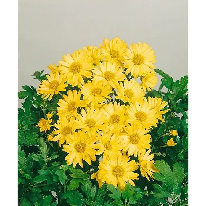 Piardino Crisantemo - Dendranthema Hybride, En función de la variedad - Primer plano de flores de crisantemo amarillas con hojas verdes.