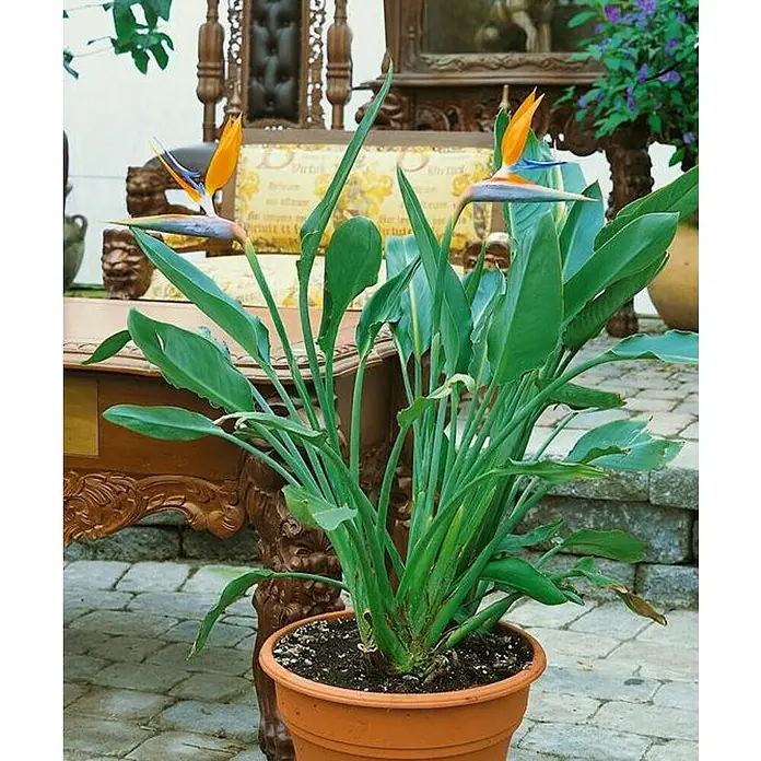 Piardino Strelitzia - Strelitzia reginae, Tamaño de maceta: 30 cm - Exótica flor Ave del Paraíso en una maceta de terracota, que añade flores vibrantes a cualquier espacio.
