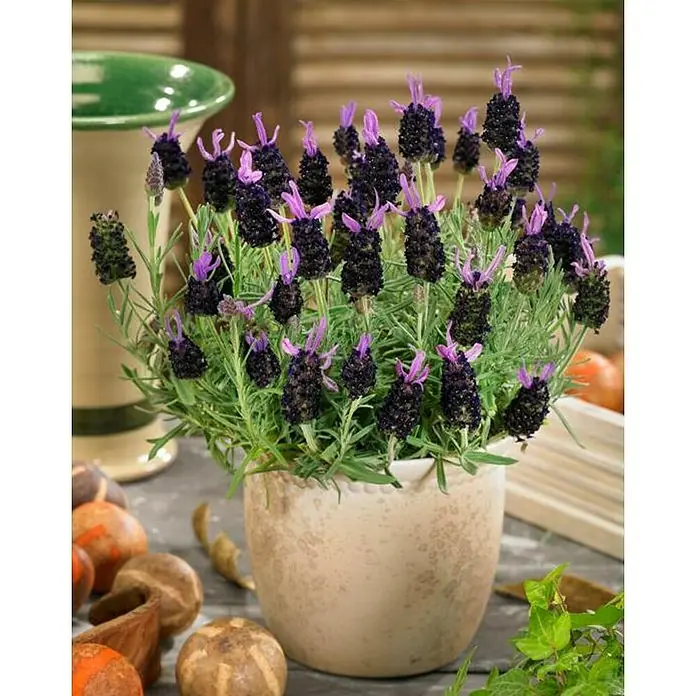 Piardino Lavandula stoechas - Lavandula stoechas, Tamaño de maceta: 18 cm, Morado - Un primer plano de una planta de lavanda en maceta, que muestra sus flores de color púrpura oscuro y hojas verdes.
