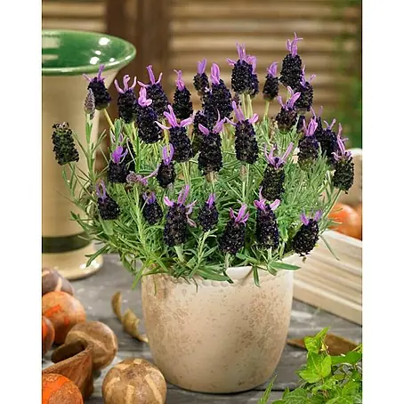 Piardino  Lavandula stoechas