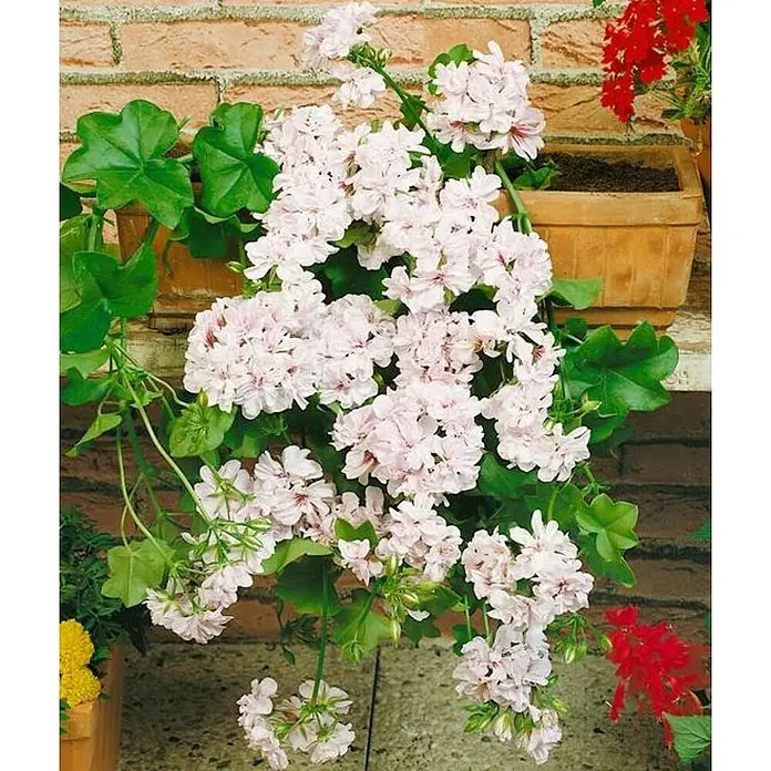 Geranio de hiedra - Pelargonium peltatum, Tamaño de maceta: 12 cm, En función de la variedad - Geranios exuberantes con flores delicadas en una maceta de terracota, adornando una pared rústica.