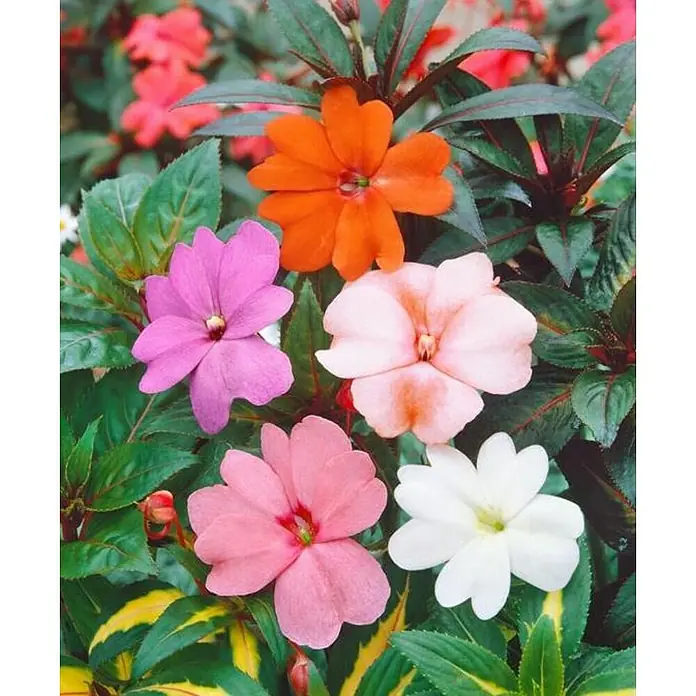 Alegría guineana - Impatiens neuguinea, Tamaño de maceta: 15 cm, En función de la variedad - Una vista de cerca de una colección de flores de Impatiens en varios colores, incluidos naranja, rosa, blanco y morado, sobre un exuberante follaje verde.