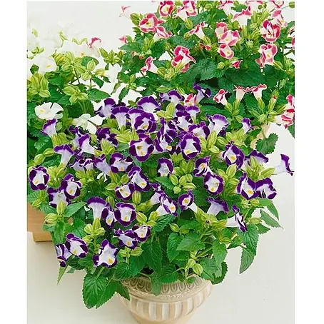 Piardino  Torenia
