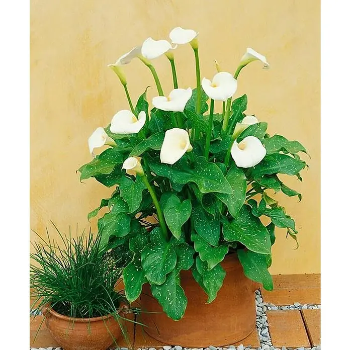Piardino Aralia - Zantedeschia aethiopica, Tamaño de maceta: 18 cm, En función de la variedad - Primer plano de una maceta con calas blancas, con hojas verdes salpicadas de blanco, sobre un fondo amarillo.