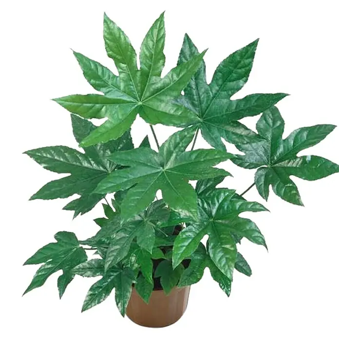 Piardino Fatsia japonica - Fatsia japonica, Tamaño de maceta: 17 cm - Primer plano de una Aralia japonica en una maceta marrón, una adición exuberante y decorativa para cualquier espacio interior.