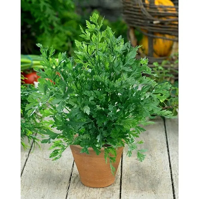 Piardino Perejil - Petroselinum crispum, Tamaño de maceta: 13 cm - Primer plano de una planta en maceta con hojas verdes sobre una mesa de madera. Perfecto para huertos o como decoración.