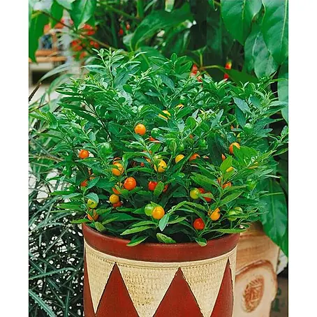 Piardino  Pimientos