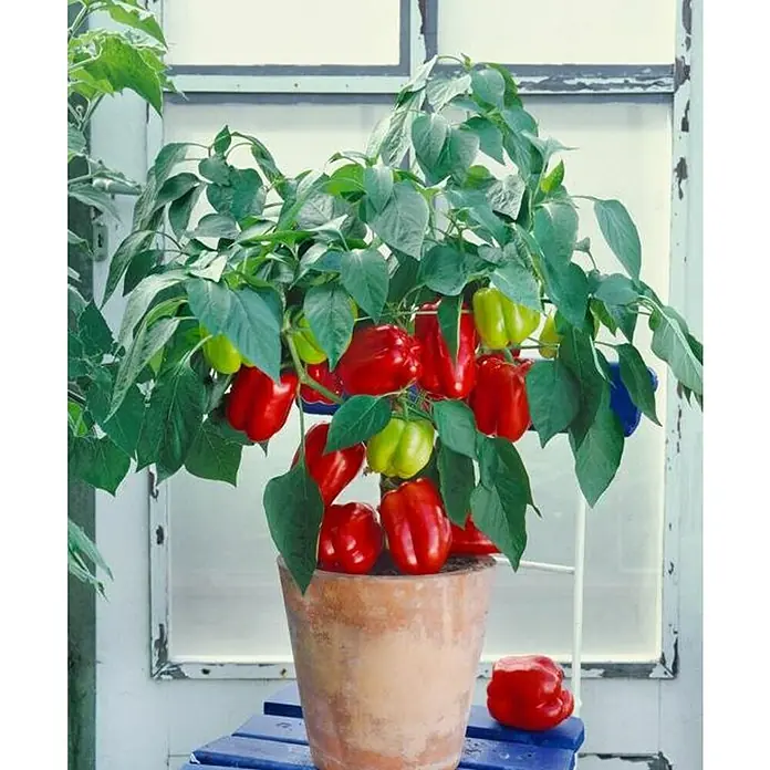 Piardino Pimientos ornamental - Capsicum annuum, 17 cm - Una maceta de pimiento con pimientos rojos y verdes maduros, sentada sobre una mesa azul frente a una ventana.
