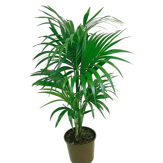 Piardino Howea forsteriana - Howeia forsteriana, Tamaño de maceta: 21 cm - Una palmera Kentia en maceta. El verde elegante de la planta aporta un toque de naturaleza a cualquier estancia. La planta mide unos 50-70 cm de altura.