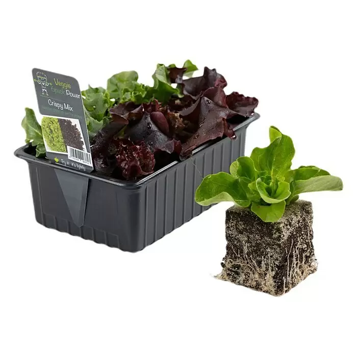 Piardino Eisbergsalat - Lactuca sativa 'Salanova'®, Erntezeit: April - Diagonale Ansicht